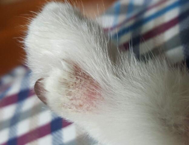 猫癣初期症状图