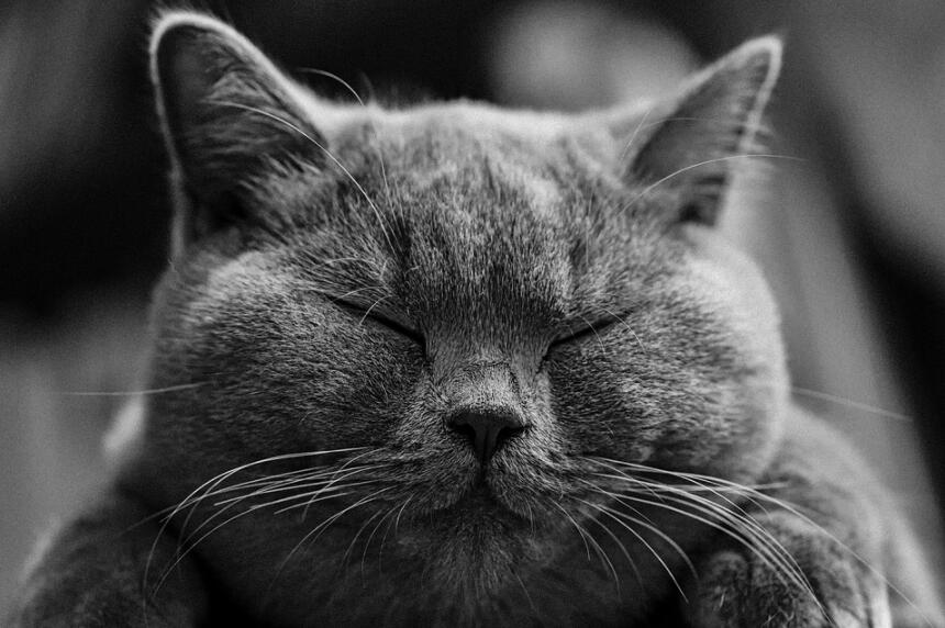 英国短毛猫