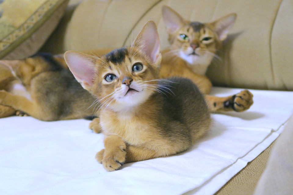 阿比西尼亚猫是什么猫