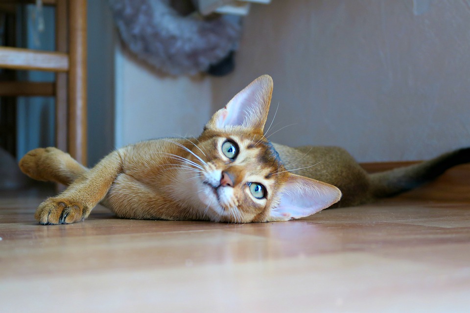 阿比西尼亚猫的起源 阿比西尼亚猫的起源