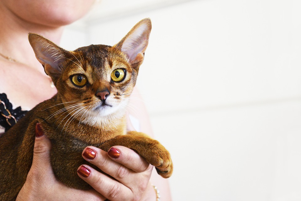 阿比西尼亚猫是贵族猫吗