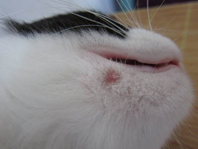 猫癣传染人什么症状