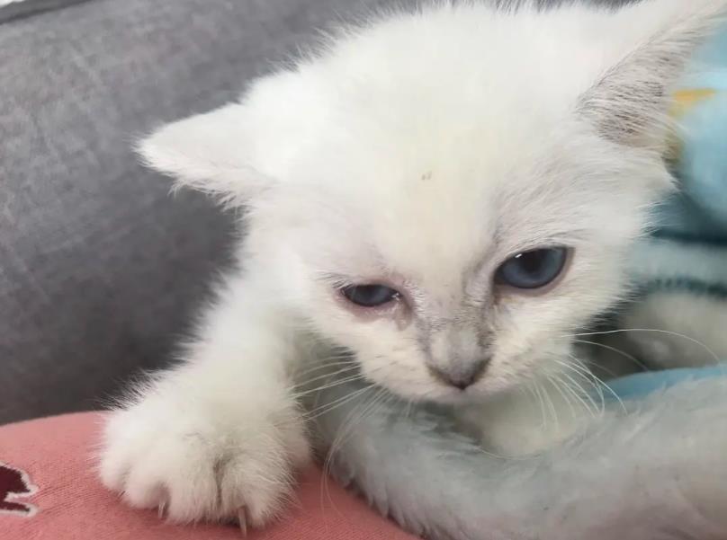 猫鼻支会传染给其他猫猫吗