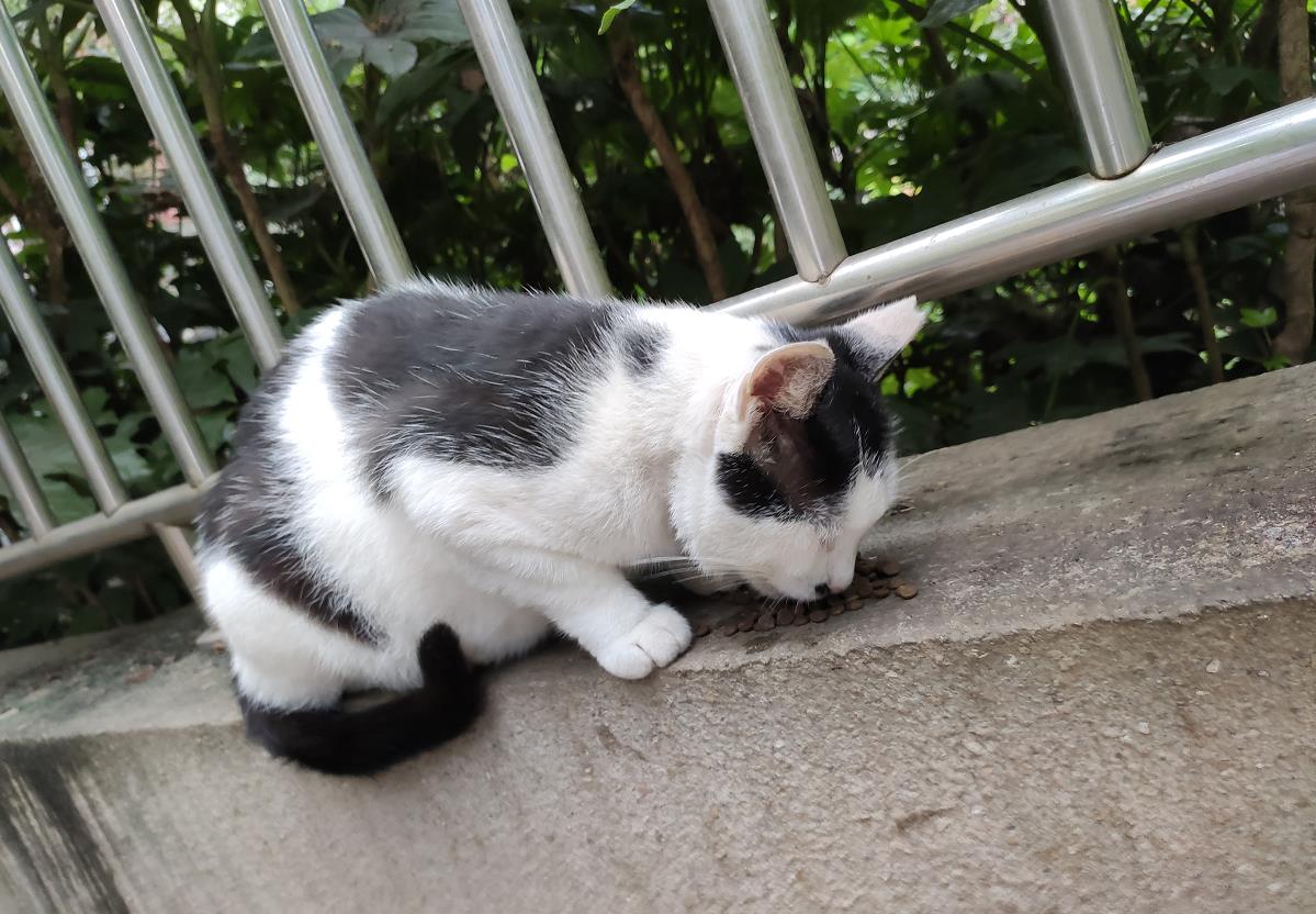 奶牛猫是什么品种
