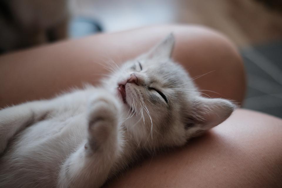 博美拉猫是英短吗