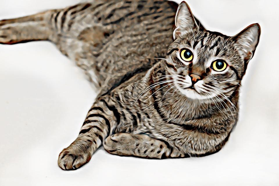 狸花猫的性格特点