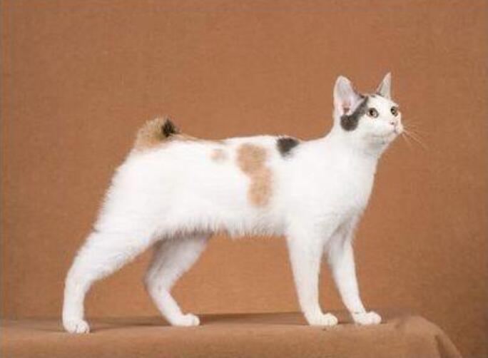 日本短尾猫品种