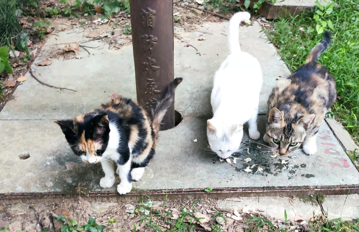 流浪猫吃什么 流浪猫吃什么