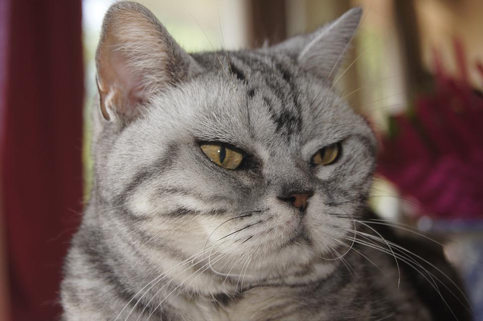 美国短毛猫 美国短毛猫