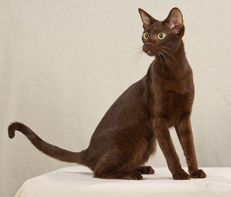 哈瓦那棕猫 哈瓦那棕猫