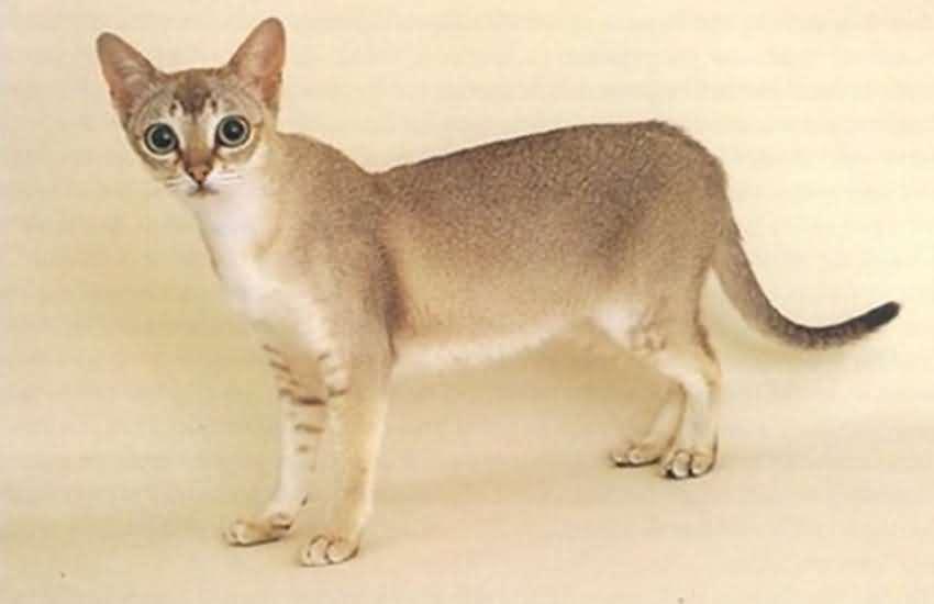 新加坡猫 新加坡猫