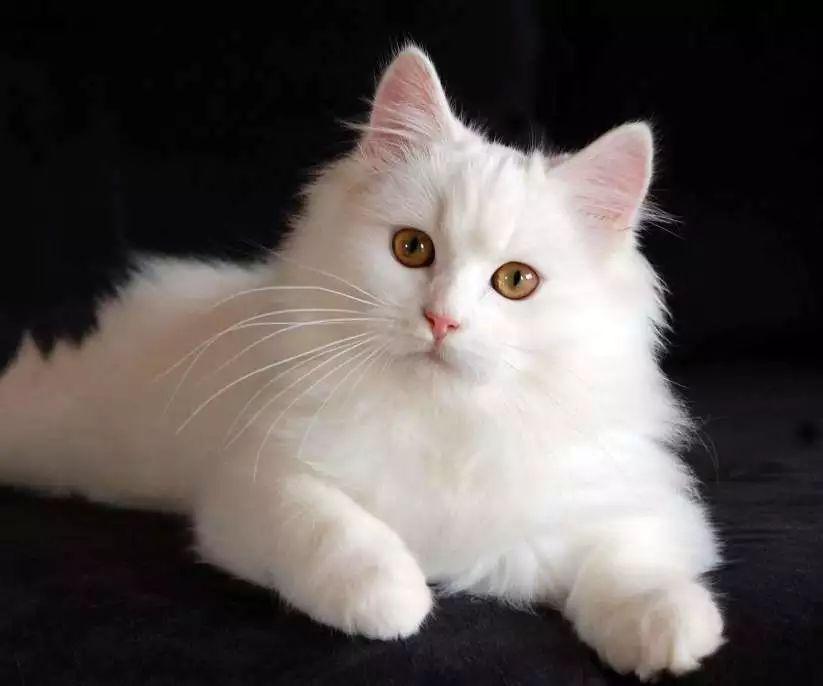 狮子猫是什么品种 狮子猫是什么品种