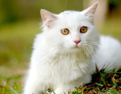 山东临清狮子猫历史起源 山东临清狮子猫历史起源