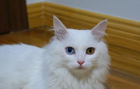 鸳鸯眼狮子猫