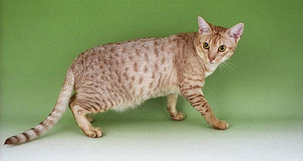 欧西猫是什么品种 欧西猫是什么品种