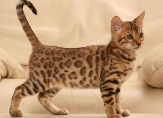 孟加拉猫是什么品种