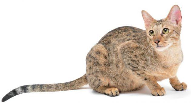热带草原猫 热带草原猫