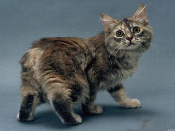 马恩岛猫