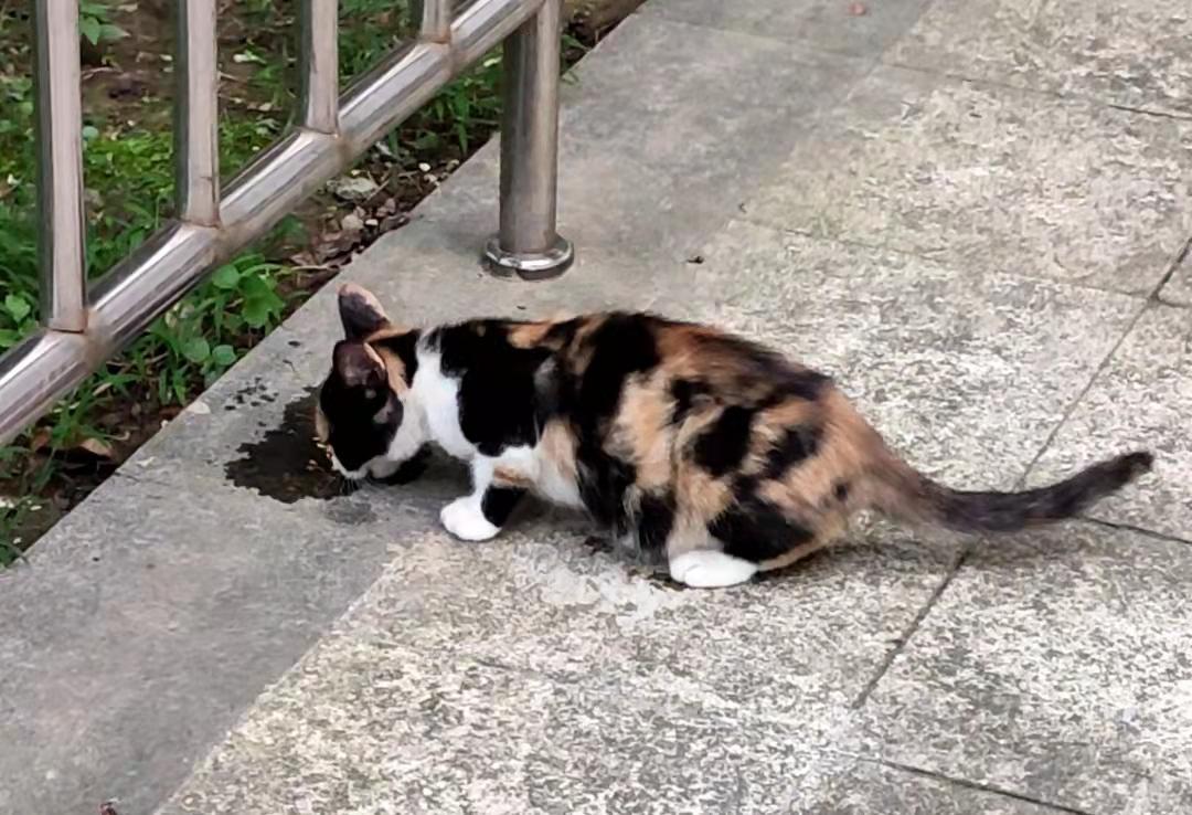 玳瑁猫遗传原理