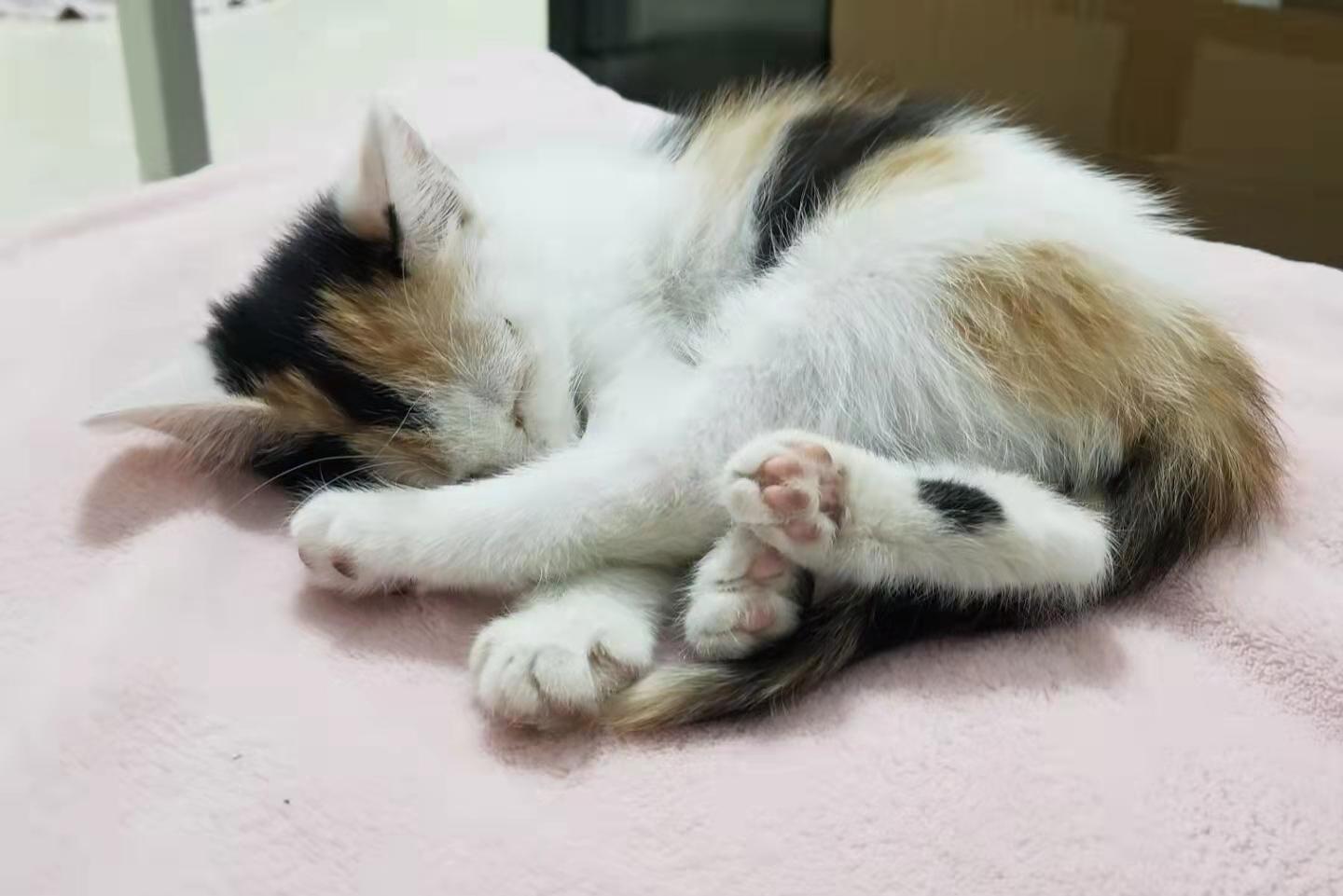 所有的三花猫都是母猫吗