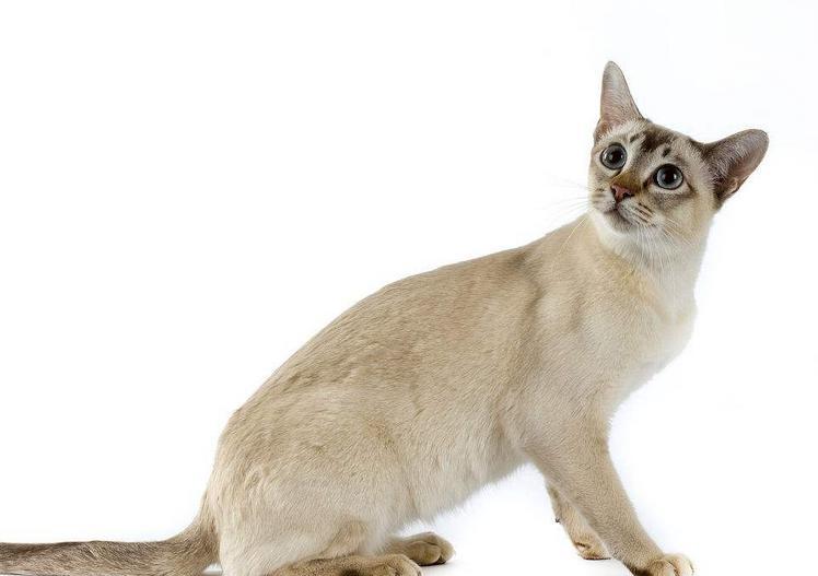 东奇尼猫