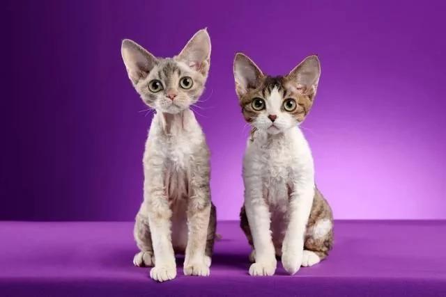 德文卷毛猫 德文卷毛猫