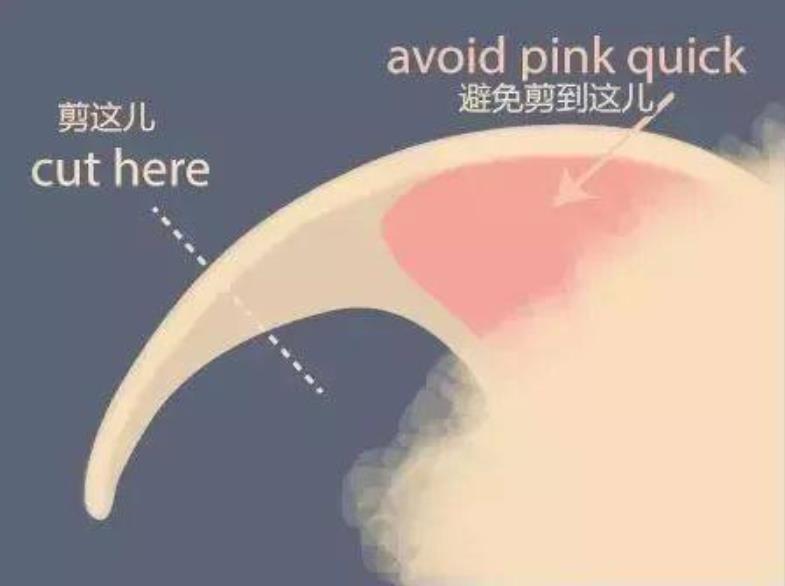 怎么给猫剪指甲不剪到血线