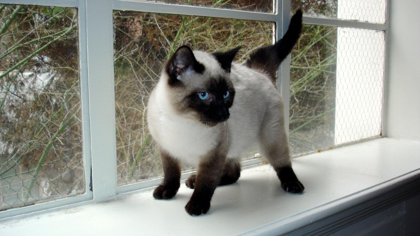 暹逻猫 暹逻猫