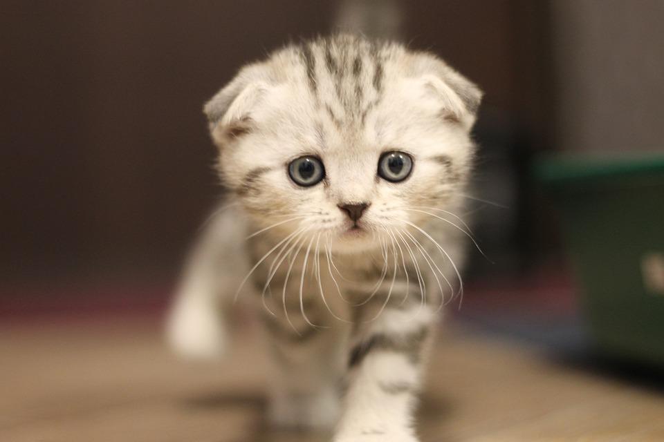 苏格兰折耳猫 苏格兰折耳猫