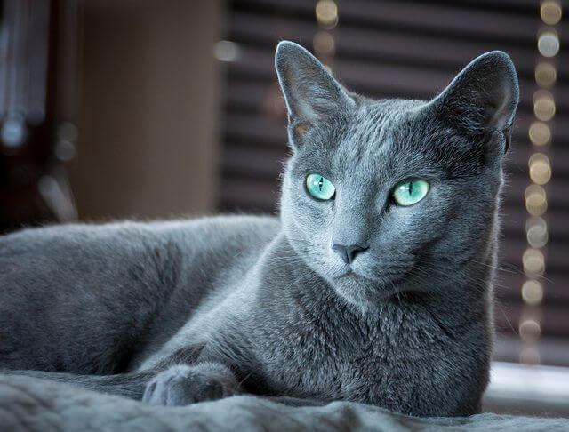 俄罗斯蓝猫是什么品种