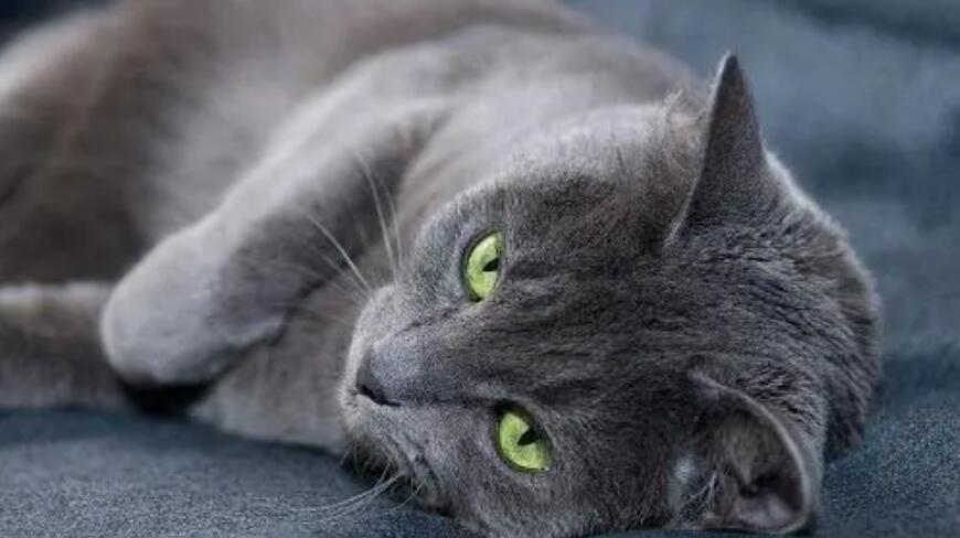 俄罗斯蓝猫是怎么配出来的 俄罗斯蓝猫是怎么配出来的