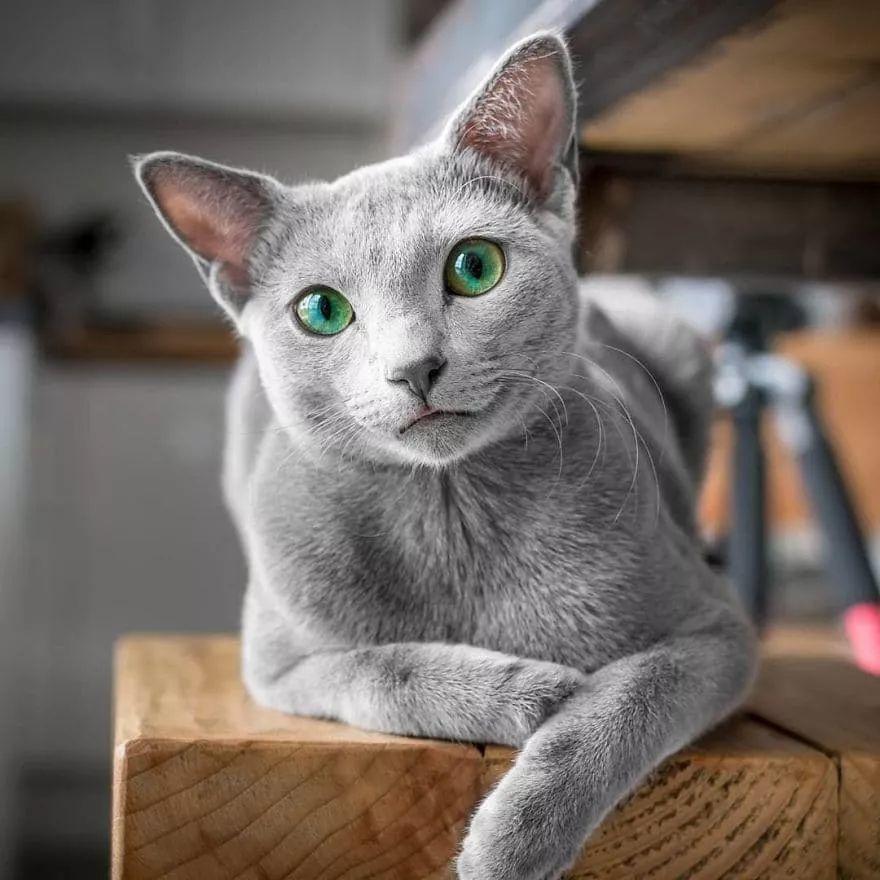 俄罗斯蓝猫的生活习性 俄罗斯蓝猫的生活习性