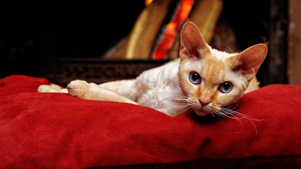 德文卷毛猫是哪个国家的品种