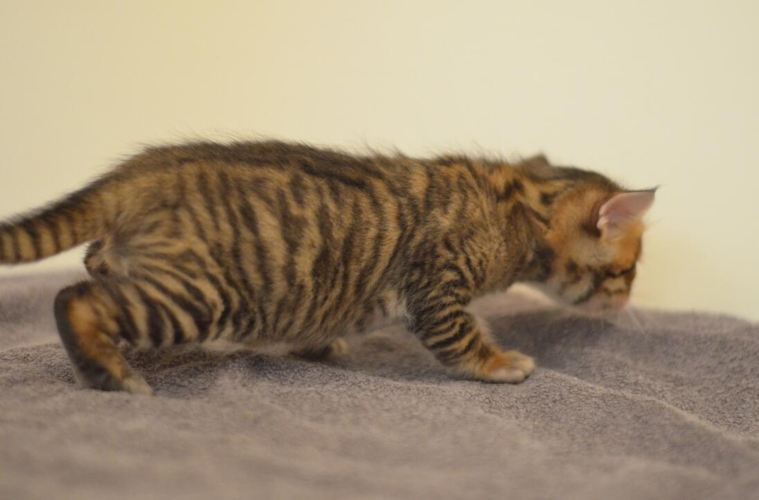 玩具虎猫怎么配出来的 玩具虎猫怎么配出来的