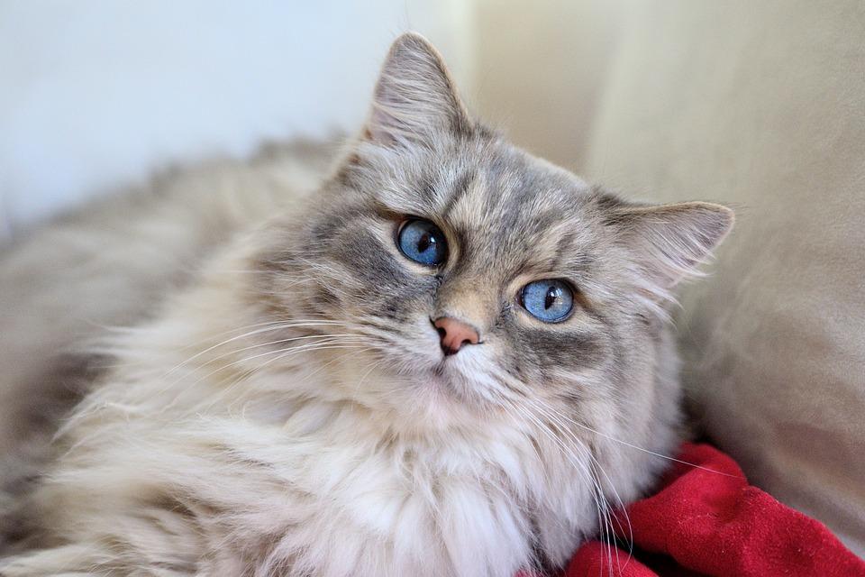 长毛猫是什么猫