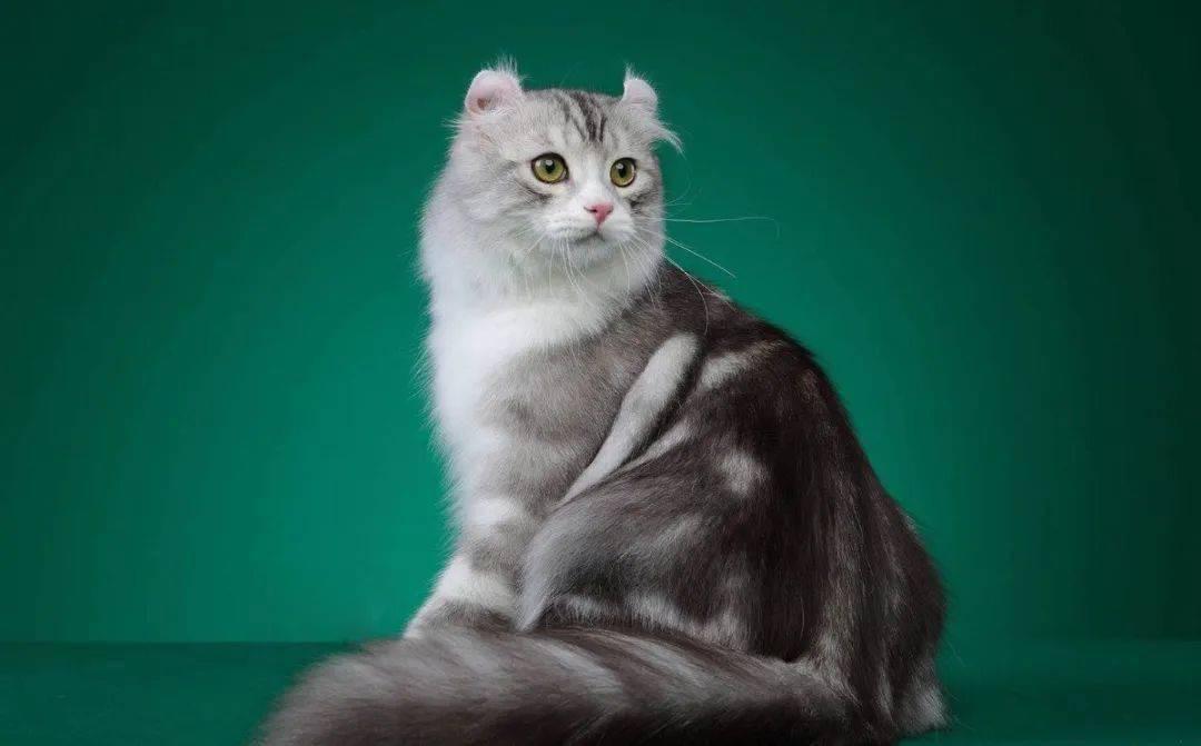 美国卷耳猫是一种什么品种 美国卷耳猫是一种什么品种
