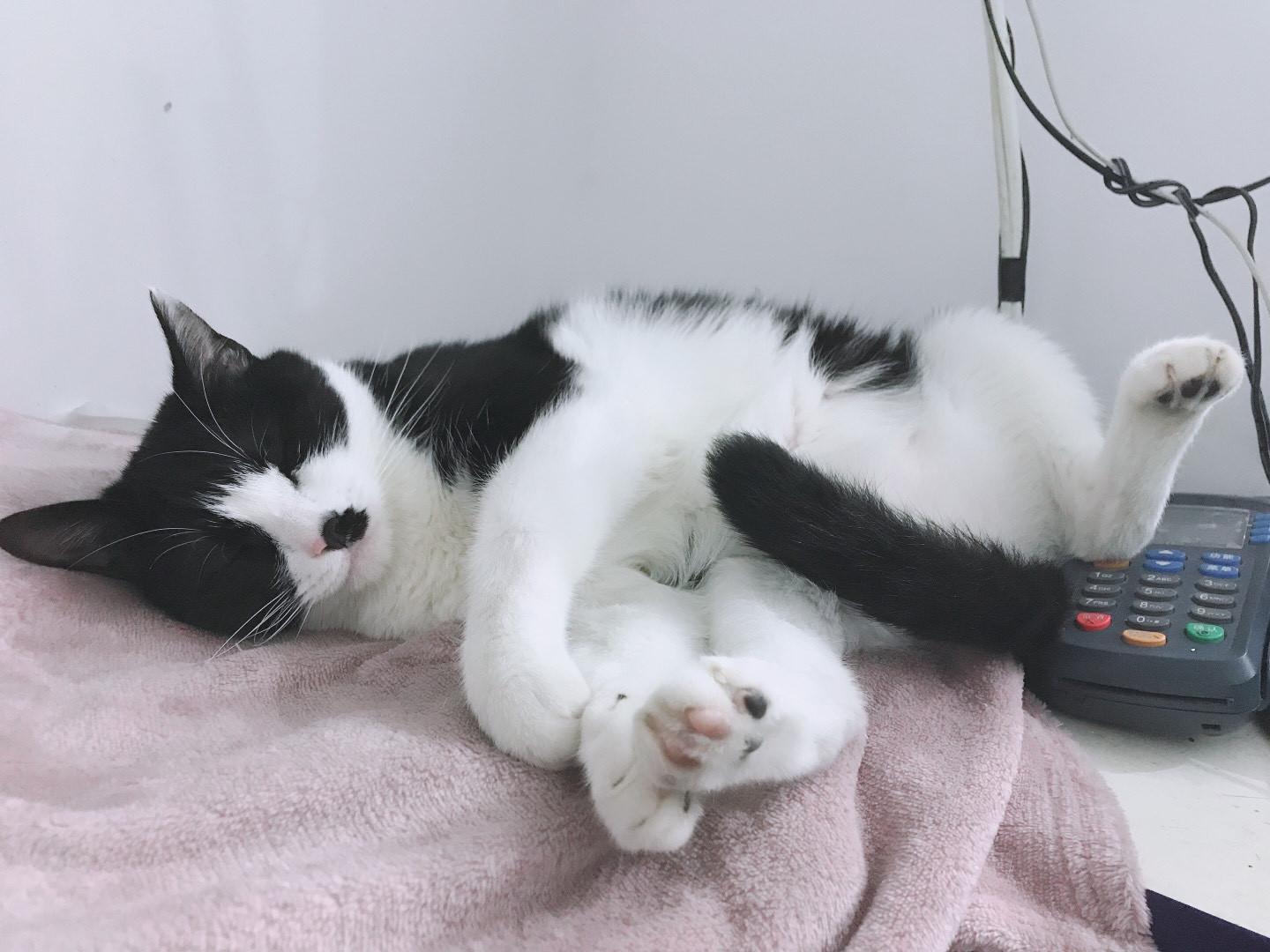 猫艾滋病是怎么引起的