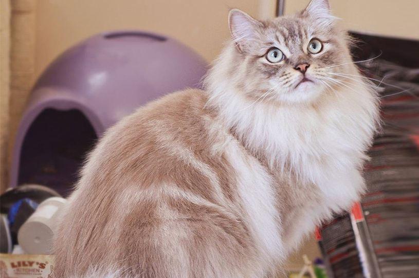 褴褛猫怎么培育出来的