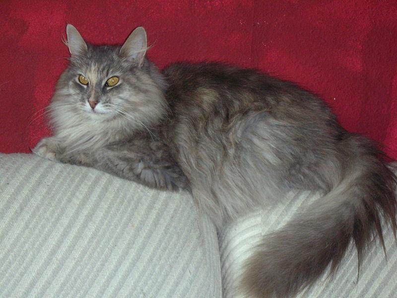 缅因猫是哪个国家的品种