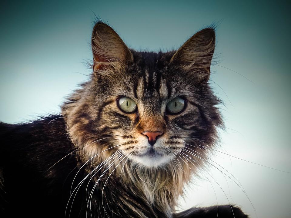 缅因猫起源于哪里 缅因猫起源于哪里
