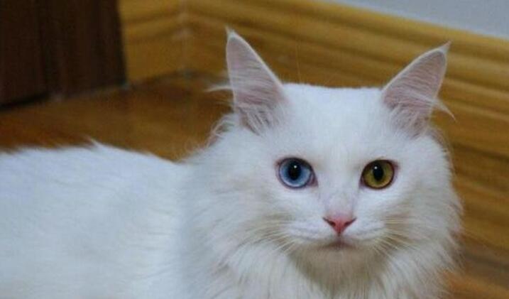 临清狮子猫是什么品种 临清狮子猫是什么品种