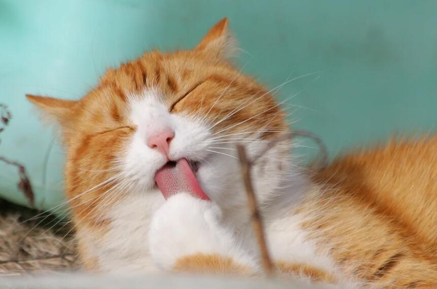 猫咪一般能活多少岁