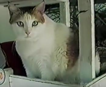 世界上寿命最长的猫活了多少年