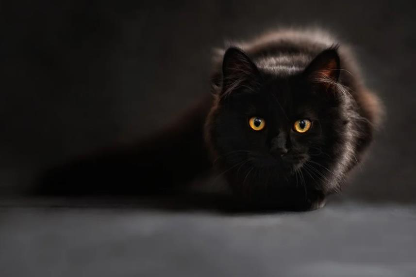最早的猫科动物是什么 最早的猫科动物是什么