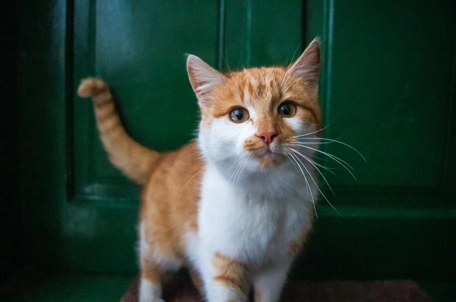 猫愿意在你怀里睡说明什么
