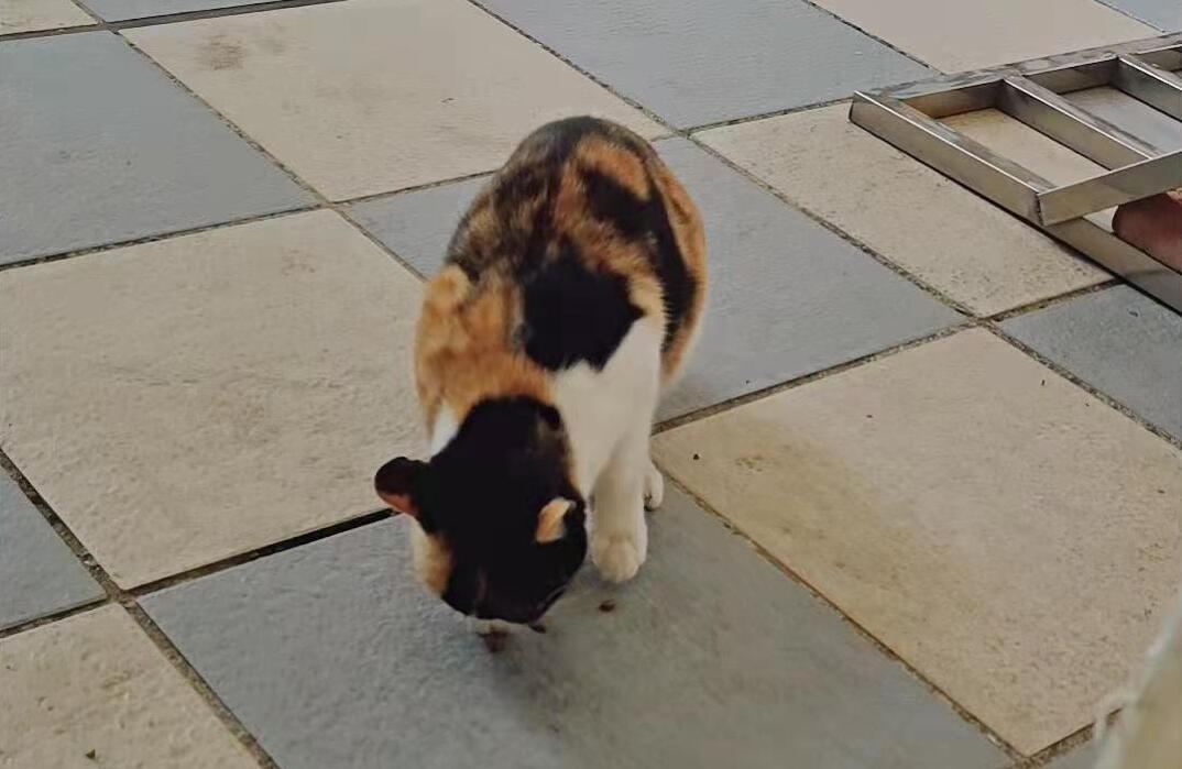 黑白黄三色猫是什么品种 黑白黄三色猫是什么品种