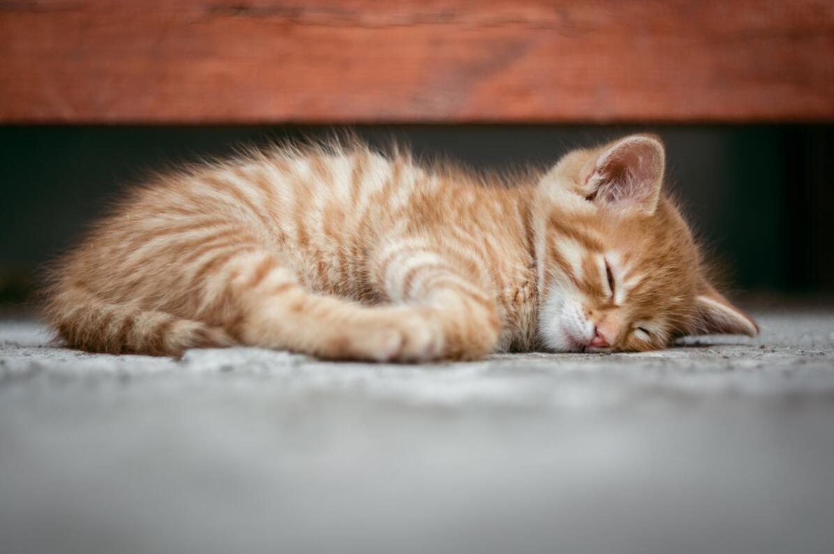 猫咪为什么总是睡觉没精神