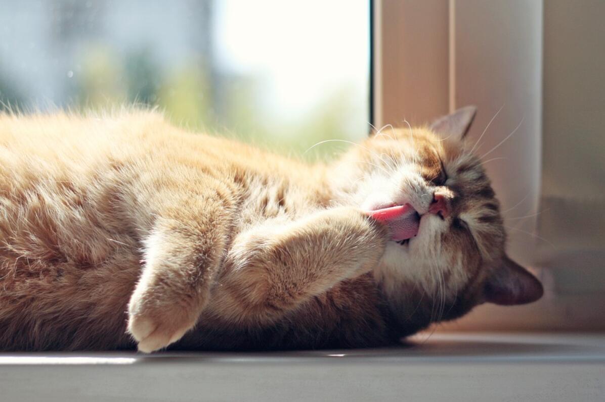 猫咪为什么总是舔自己的毛