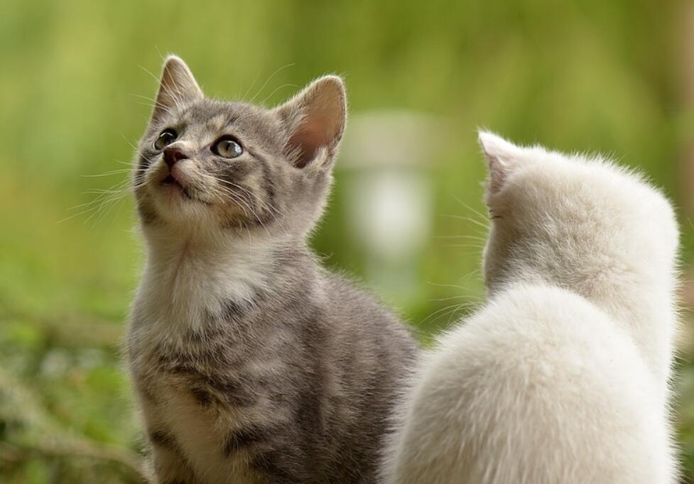 猫咪的颜色有多少种 猫咪的颜色有多少种