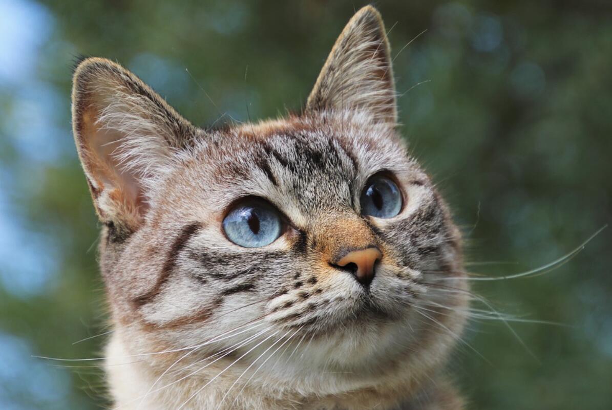 猫的眼睛 猫的眼睛